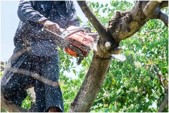 tree services Gainesboro